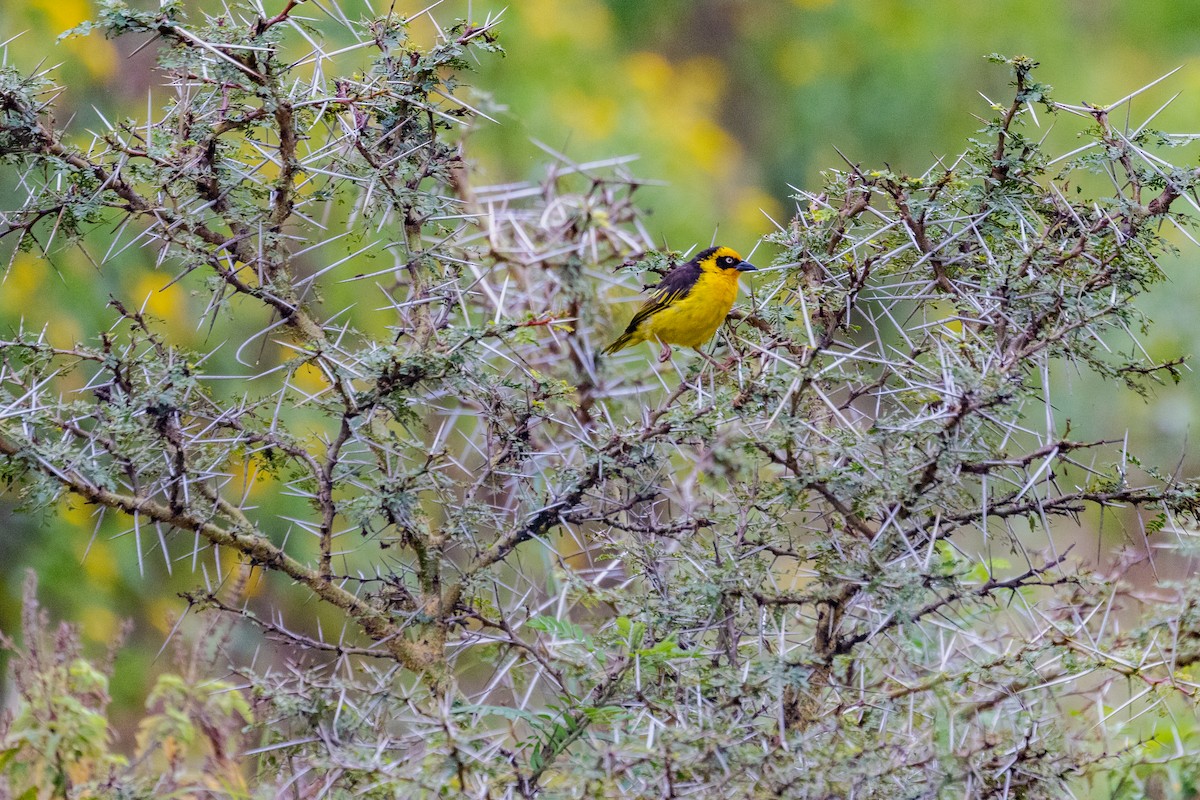 Baglafecht Weaver - ML637927717