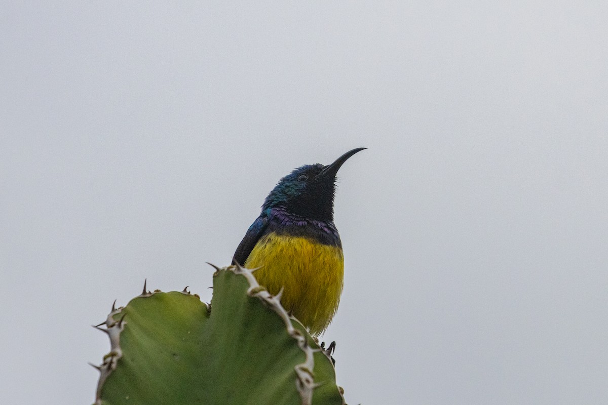 Variable Sunbird - ML637927724