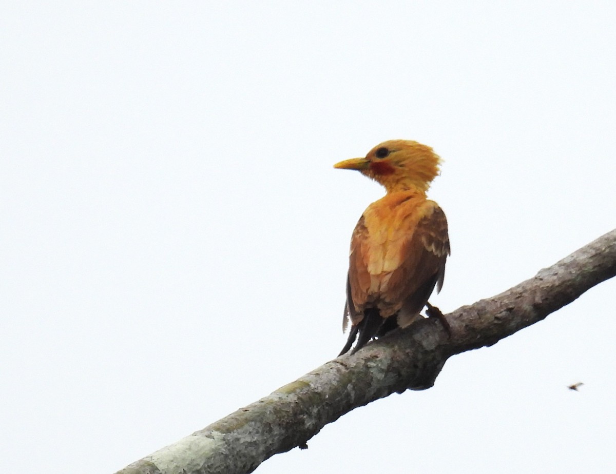 Cream-colored Woodpecker - ML637927727