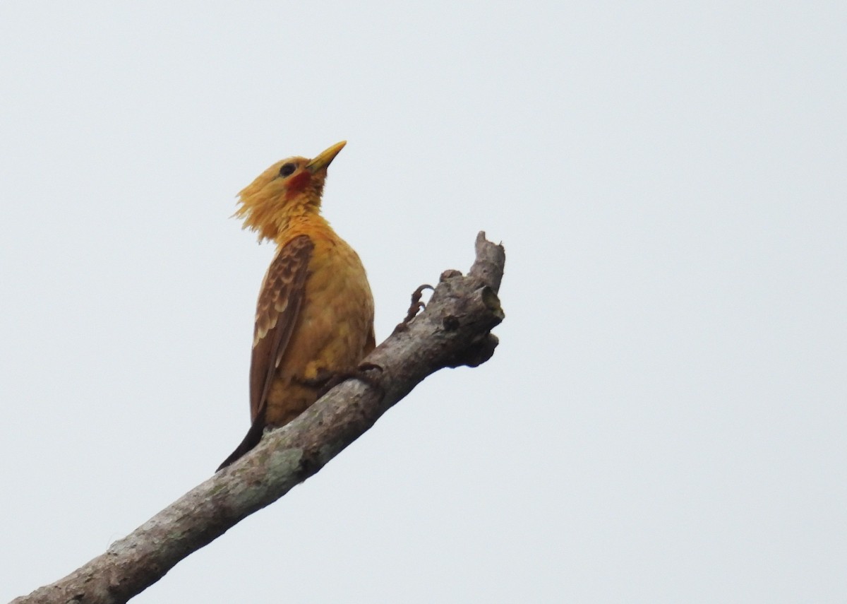 Cream-colored Woodpecker - ML637927728