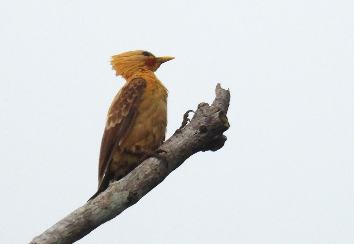 Cream-colored Woodpecker - ML637927729