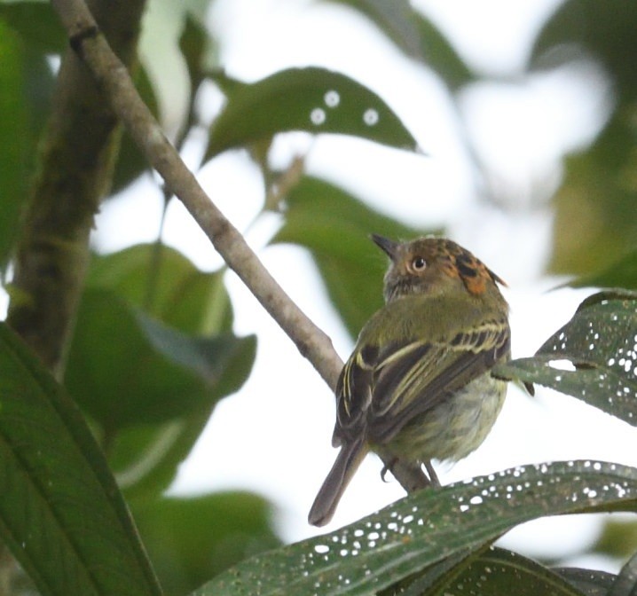 Scale-crested Pygmy-Tyrant - ML637927730