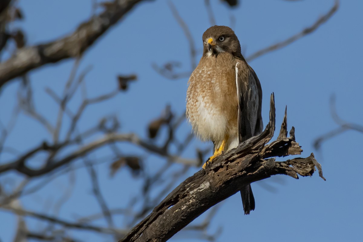 White-eyed Buzzard - ML637927792
