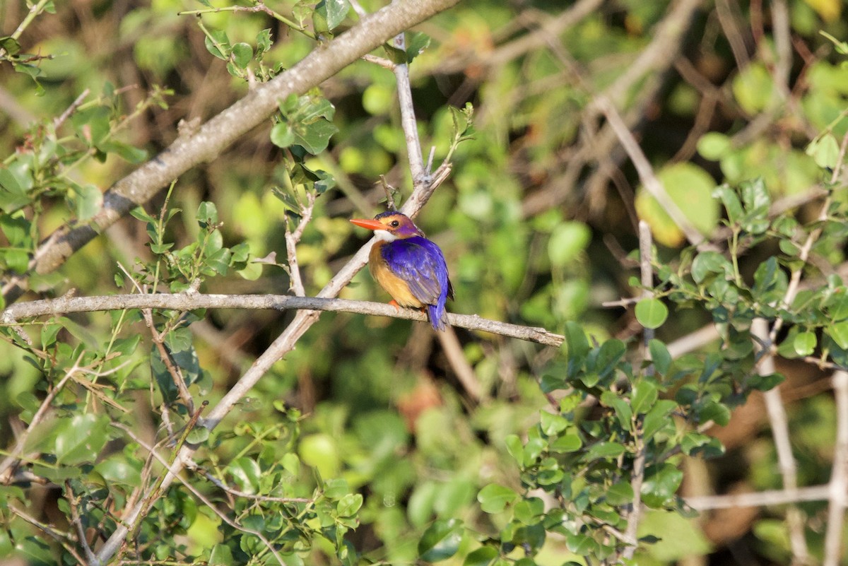 African Pygmy Kingfisher - ML637927818