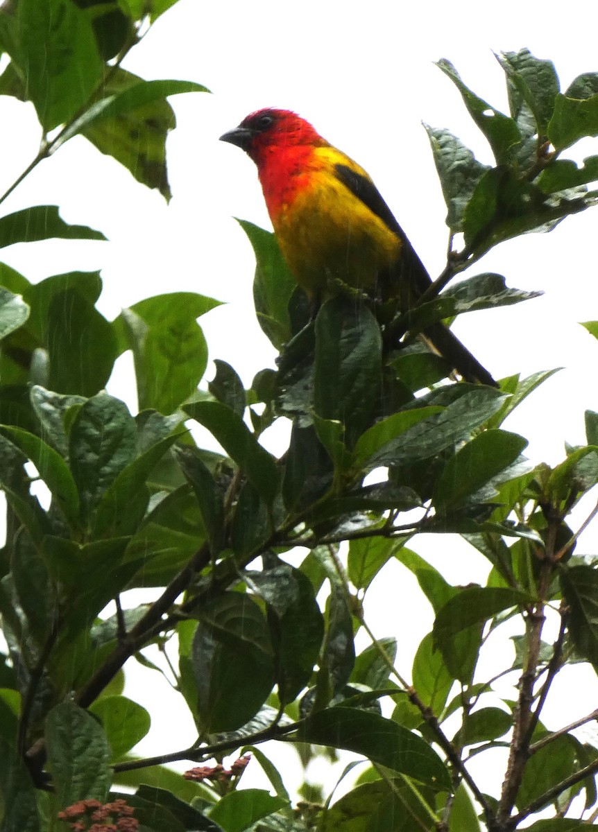 Red-hooded Tanager - ML637927862