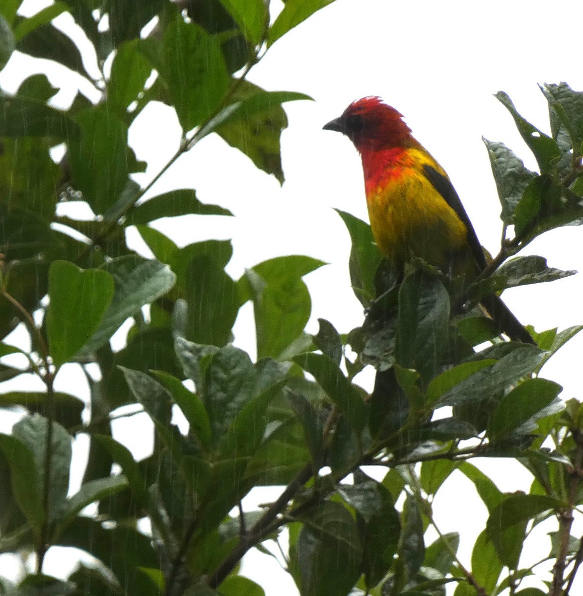 Red-hooded Tanager - ML637927863