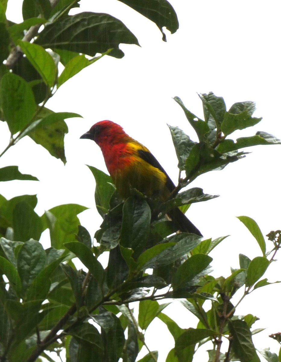 Red-hooded Tanager - ML637927864