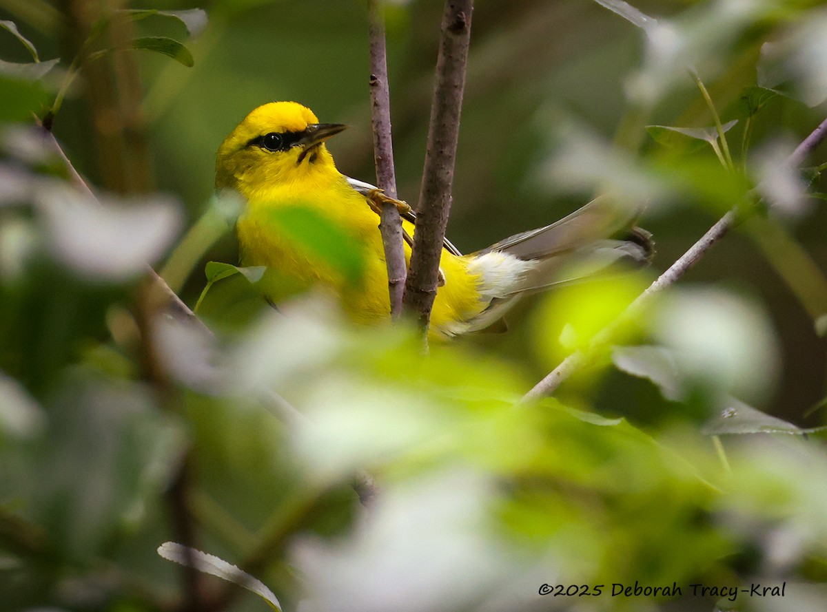 Blue-winged Warbler - ML637927894