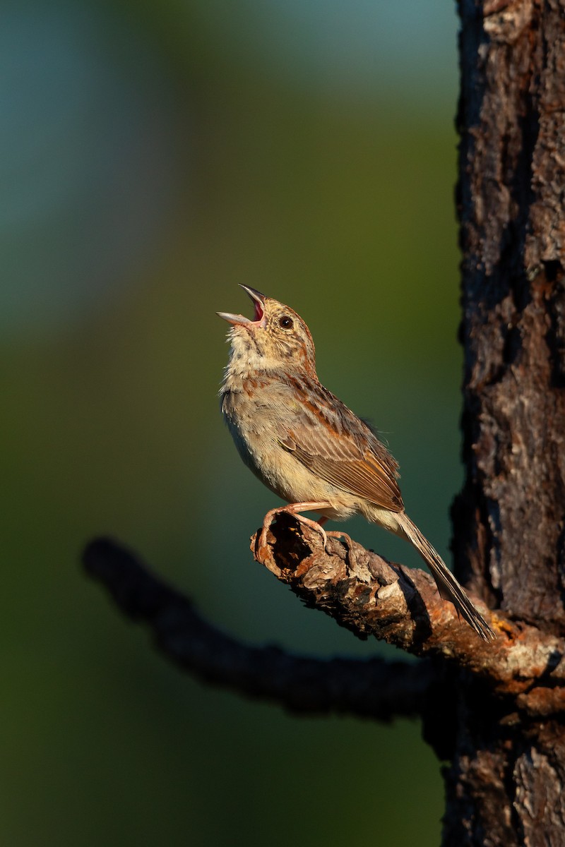 Bachman's Sparrow - ML637927906