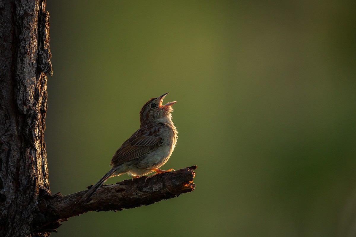 Bachman's Sparrow - ML637927907