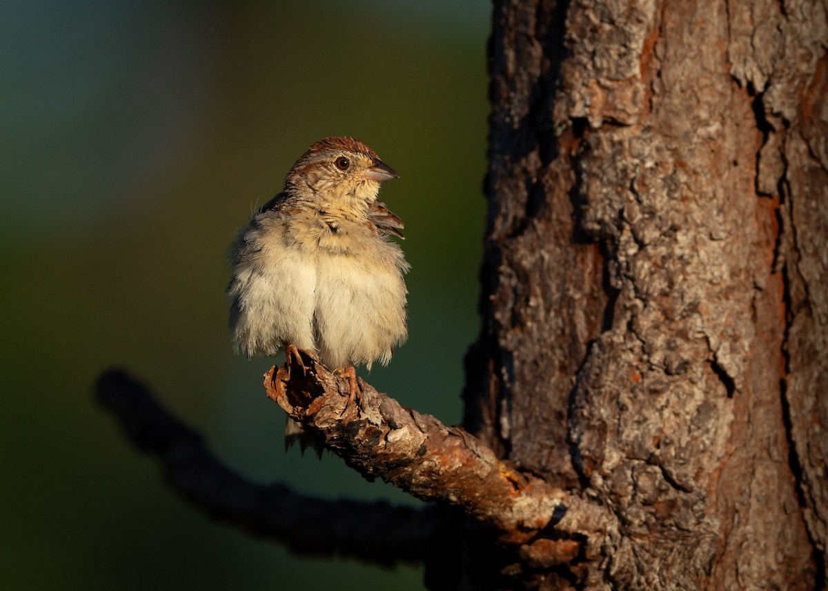 Bachman's Sparrow - ML637927908