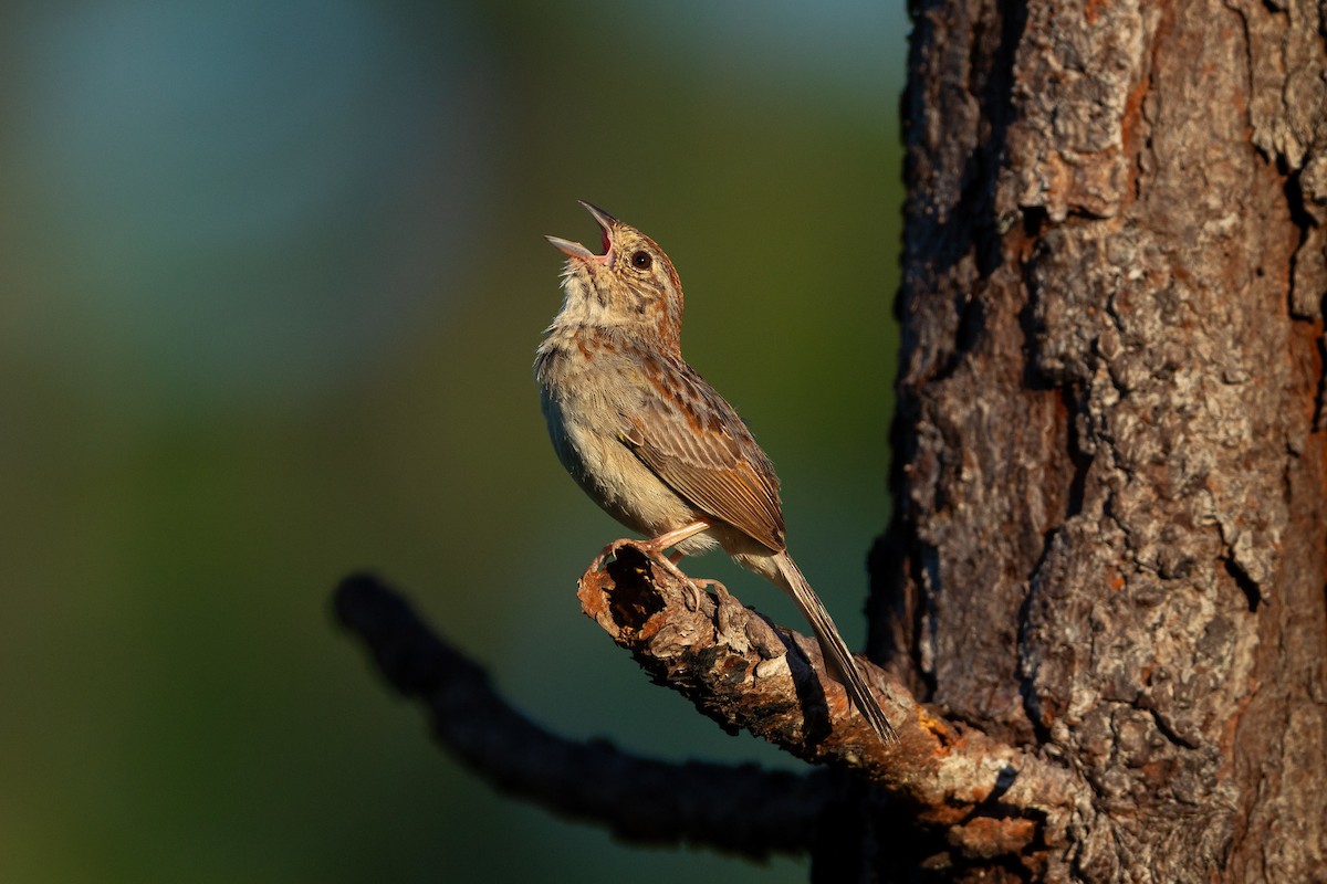 Bachman's Sparrow - ML637927909
