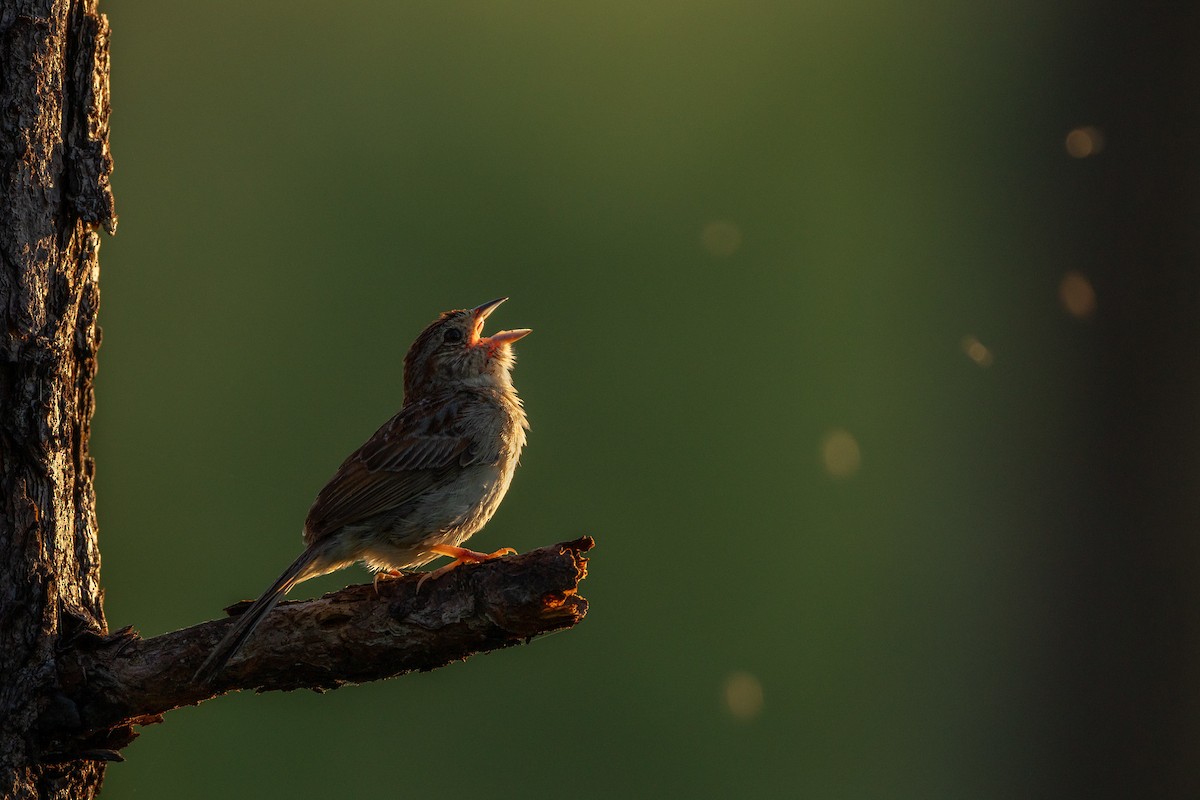 Bachman's Sparrow - ML637927910