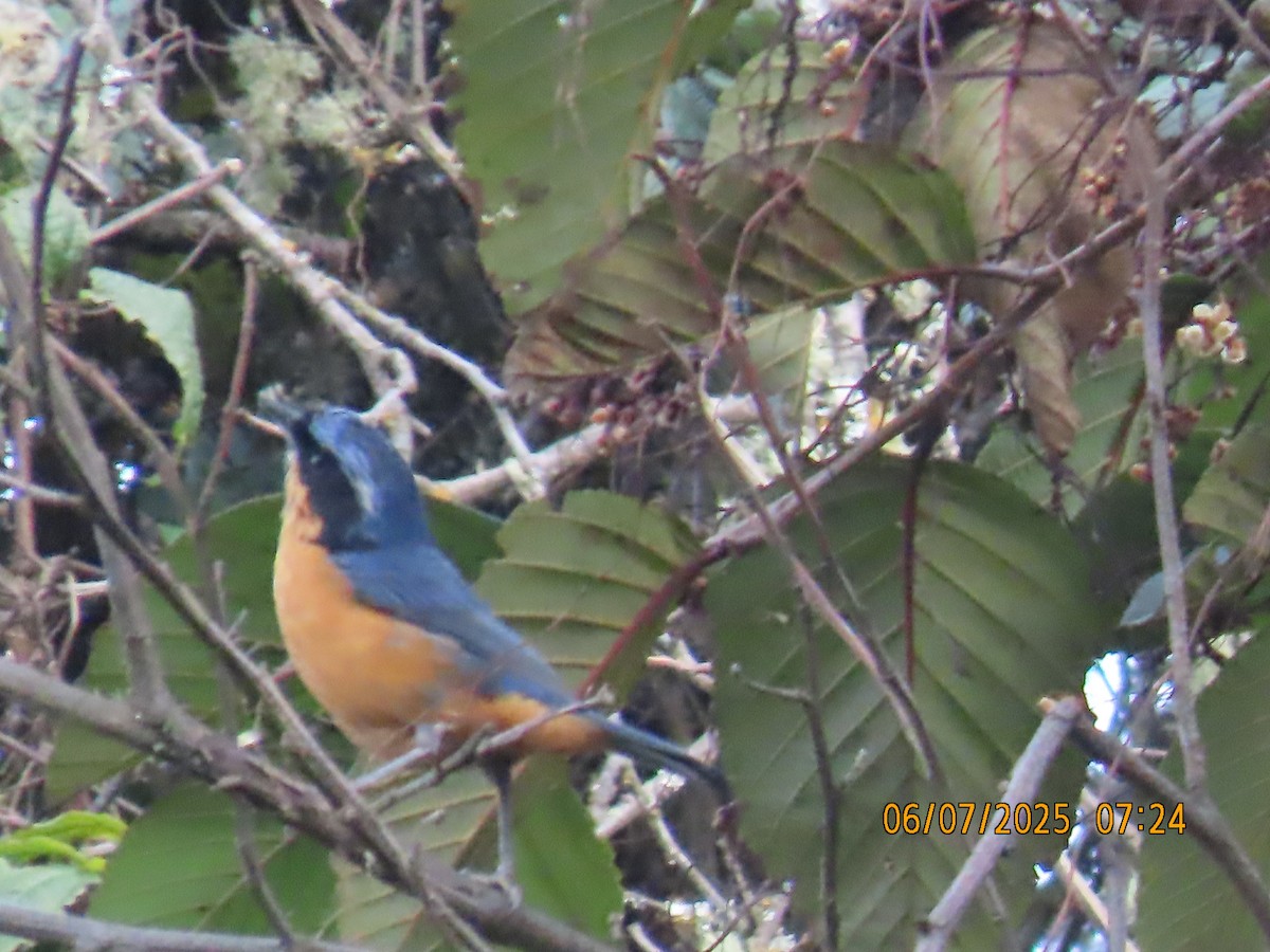 Chestnut-bellied Mountain Tanager - ML637927915