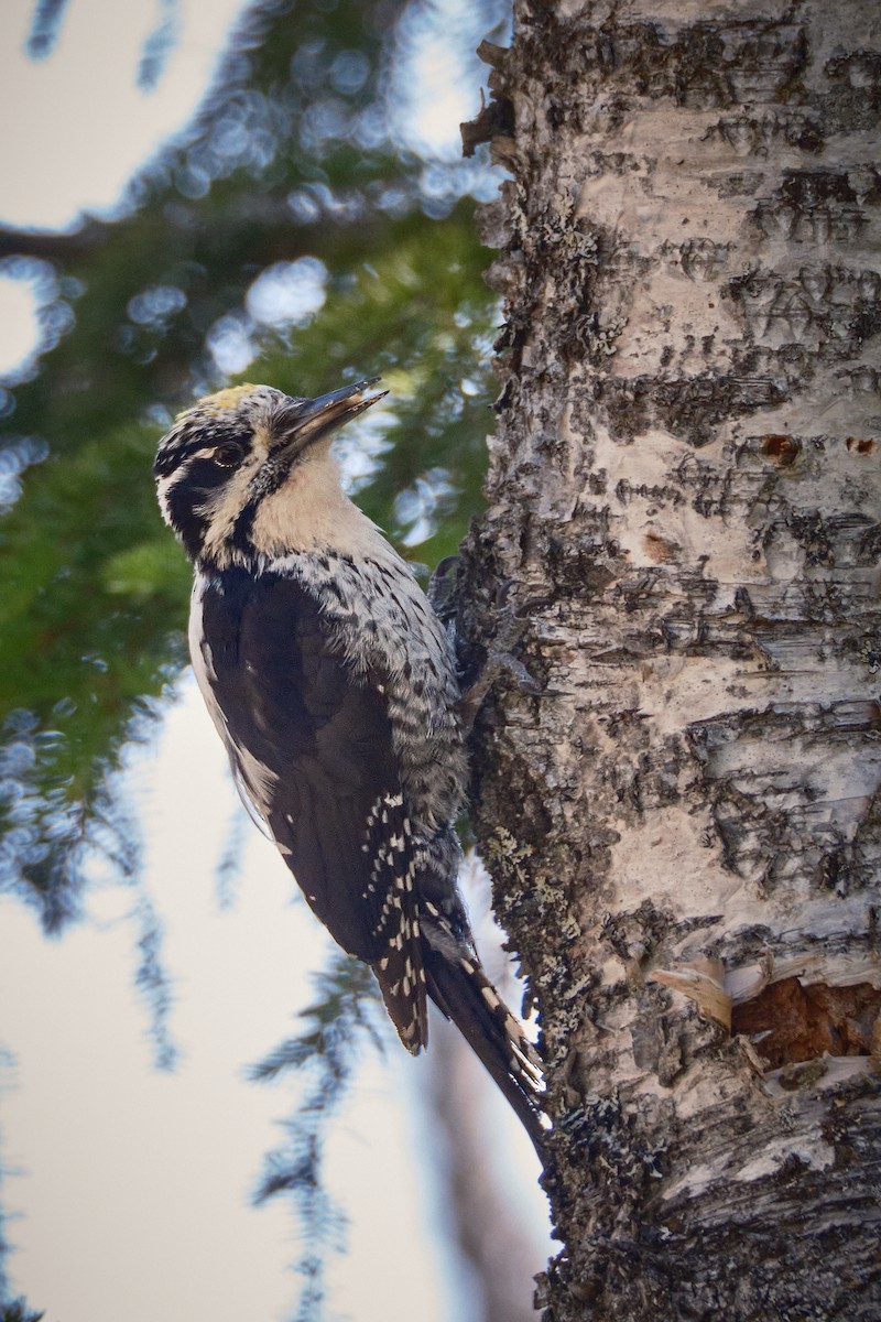 Eurasian Three-toed Woodpecker - ML637927963