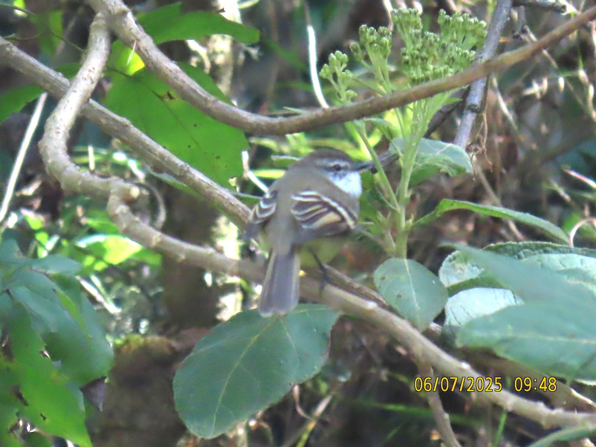 White-throated Tyrannulet - ML637928068