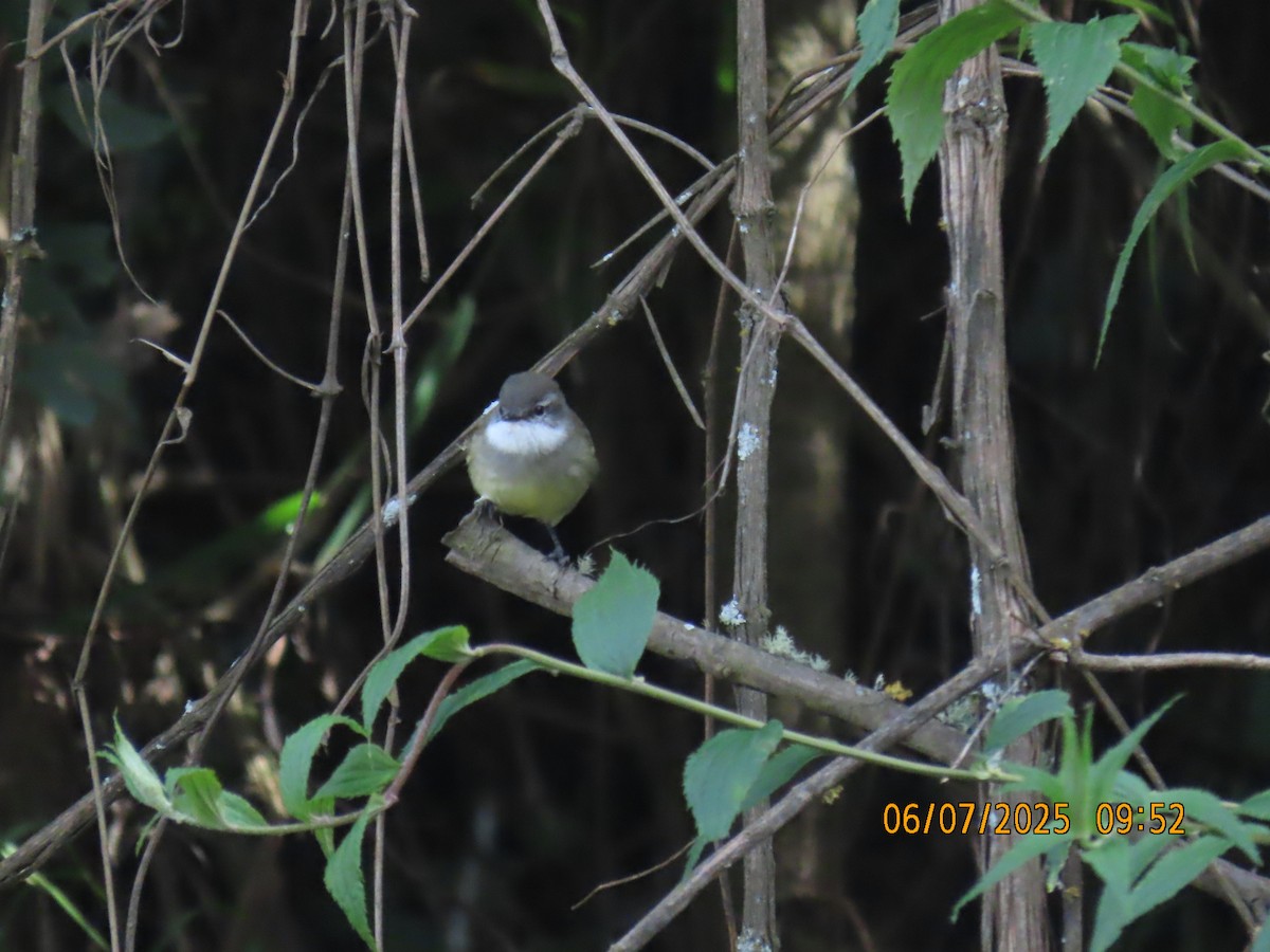 White-throated Tyrannulet - ML637928079