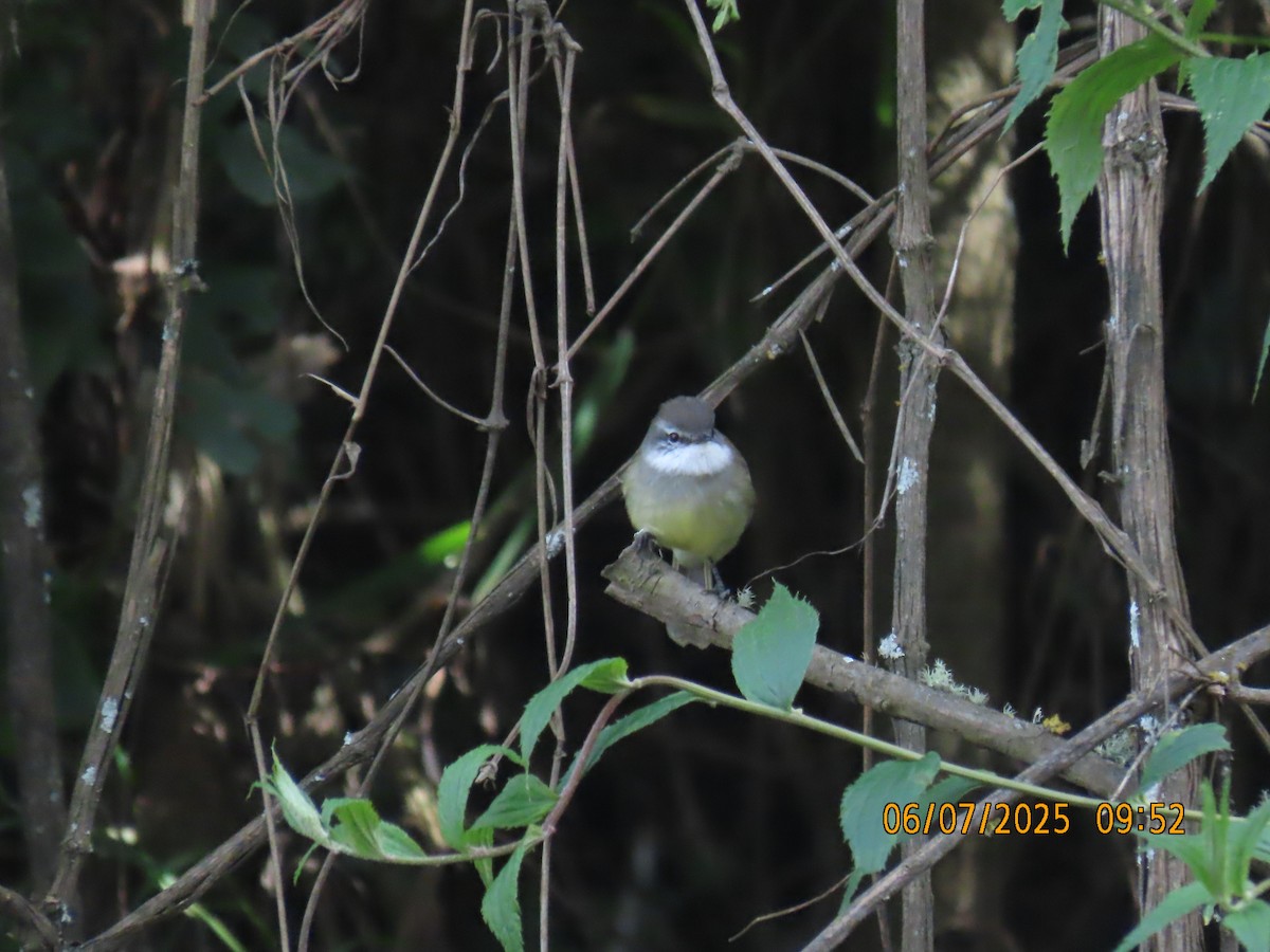 White-throated Tyrannulet - ML637928091