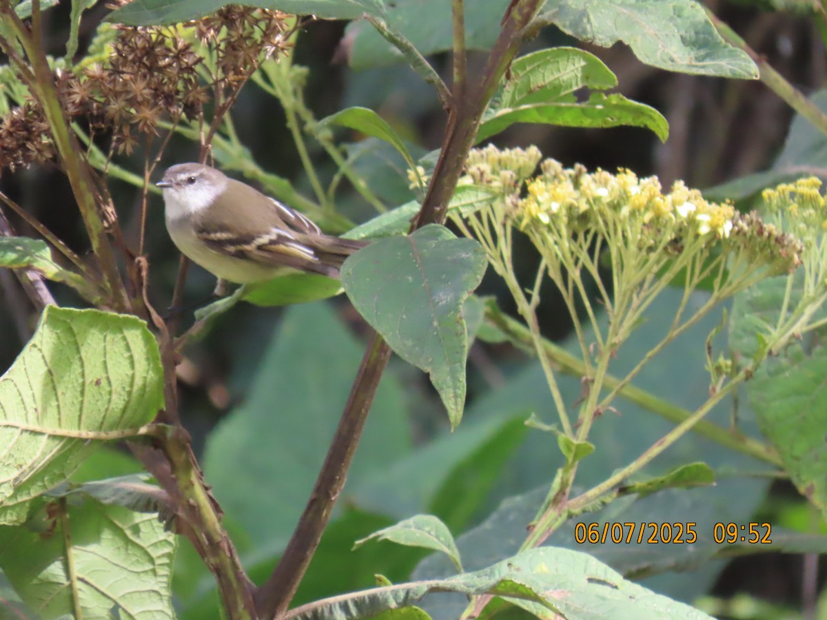 White-throated Tyrannulet - ML637928096