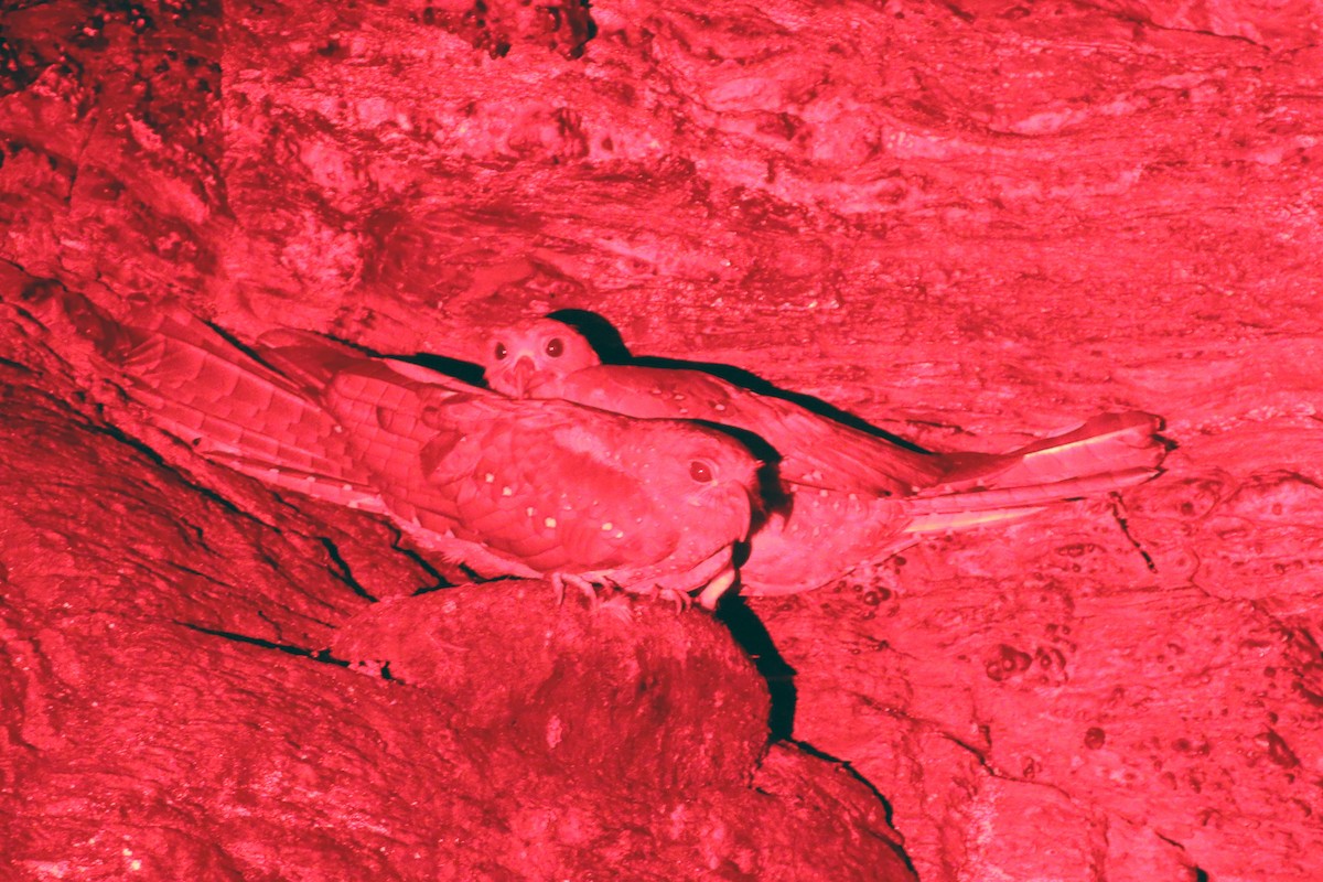 Oilbird - ML637928143