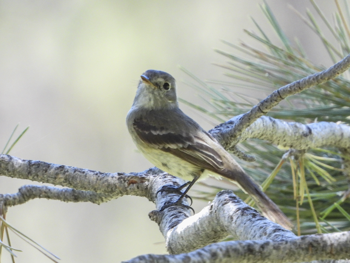 Dusky Flycatcher - ML637928165
