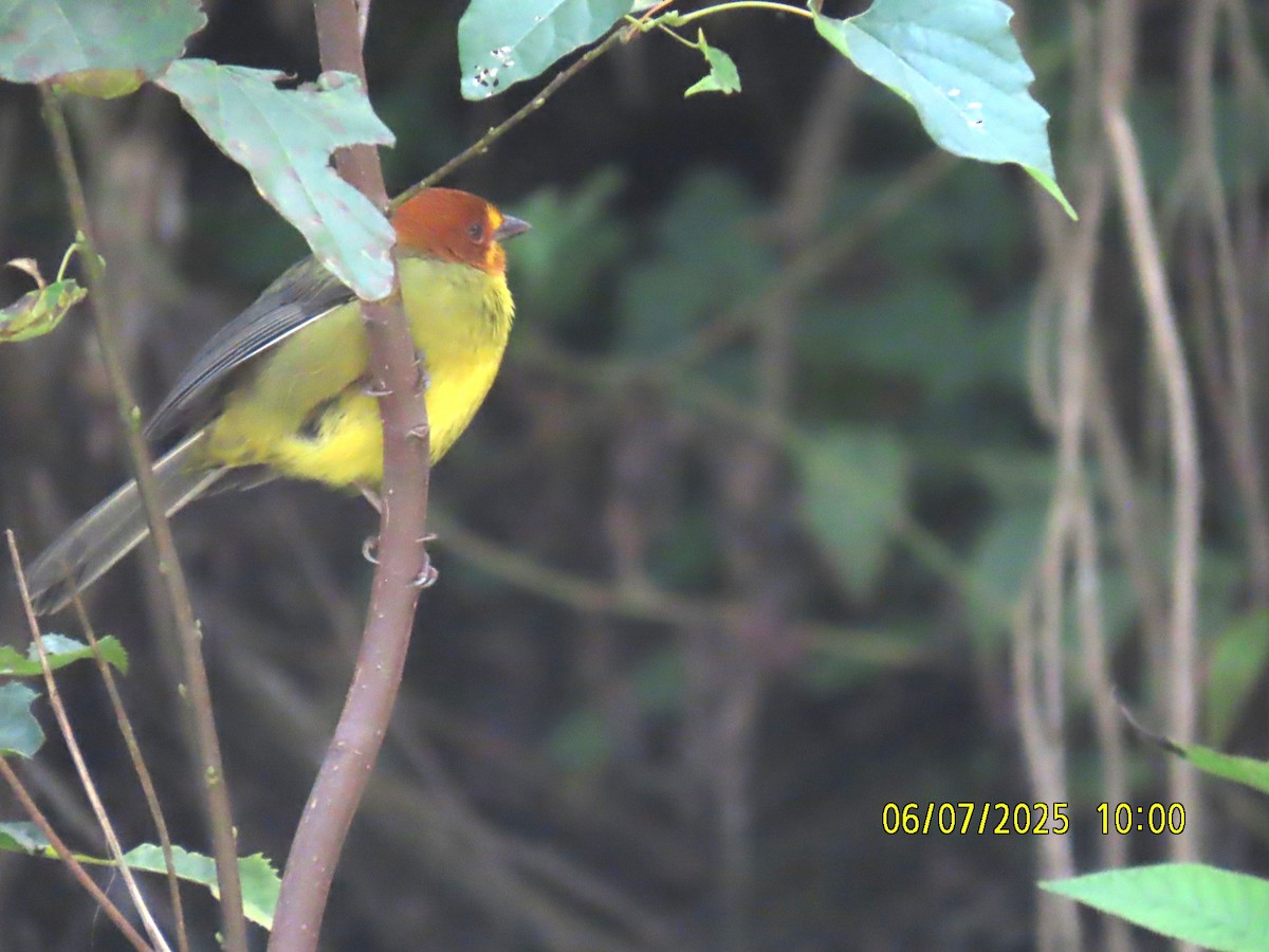 Fulvous-headed Brushfinch - ML637928220