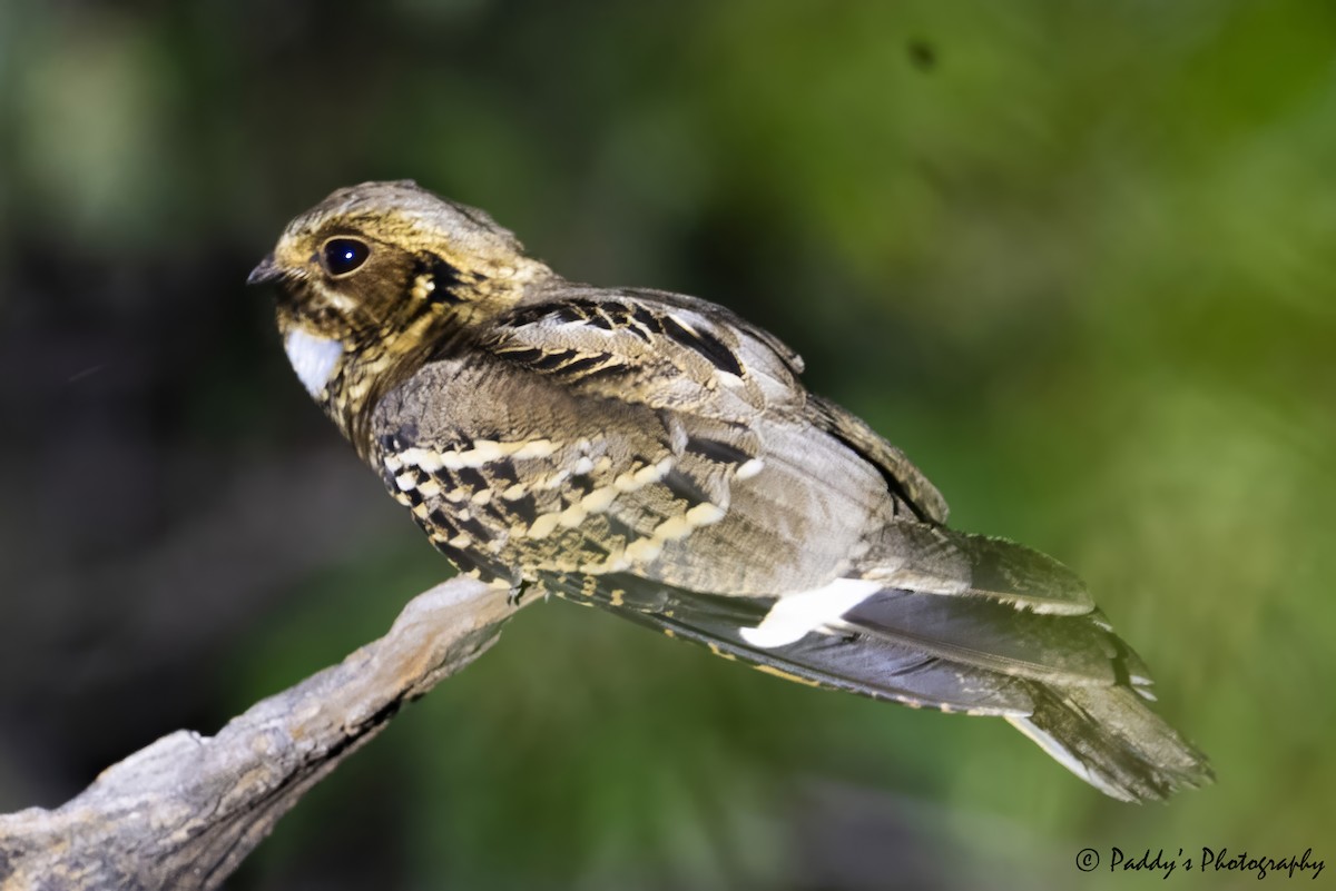 Large-tailed Nightjar - ML637928221