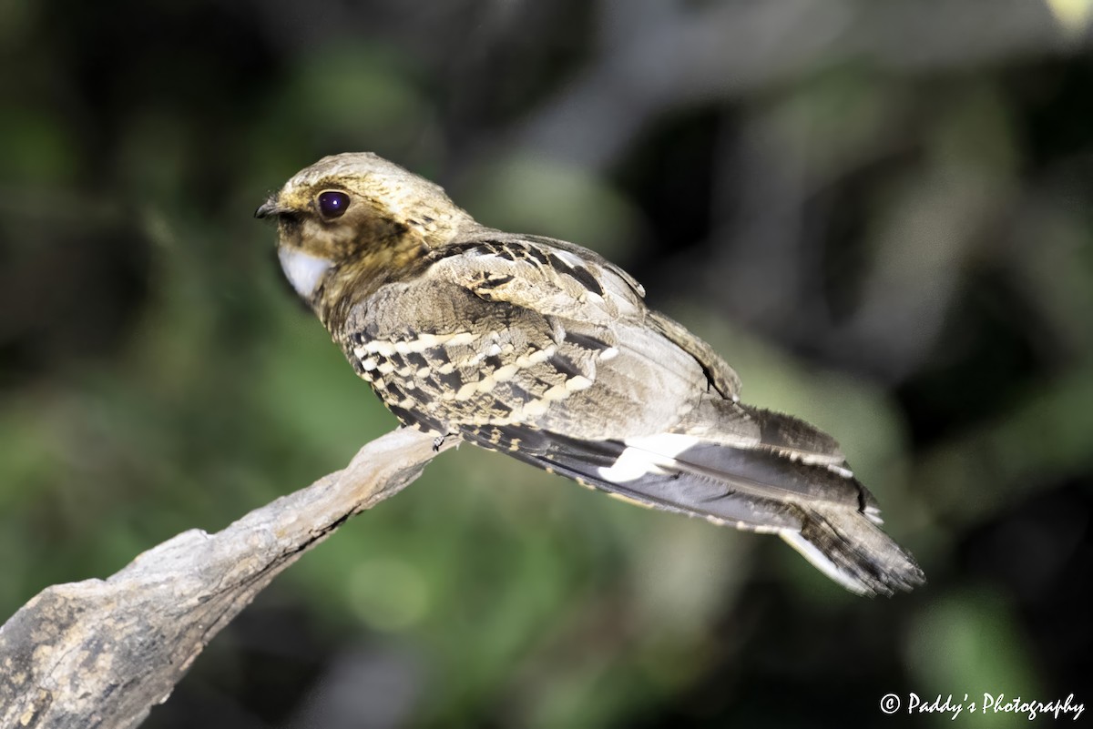 Large-tailed Nightjar - ML637928222