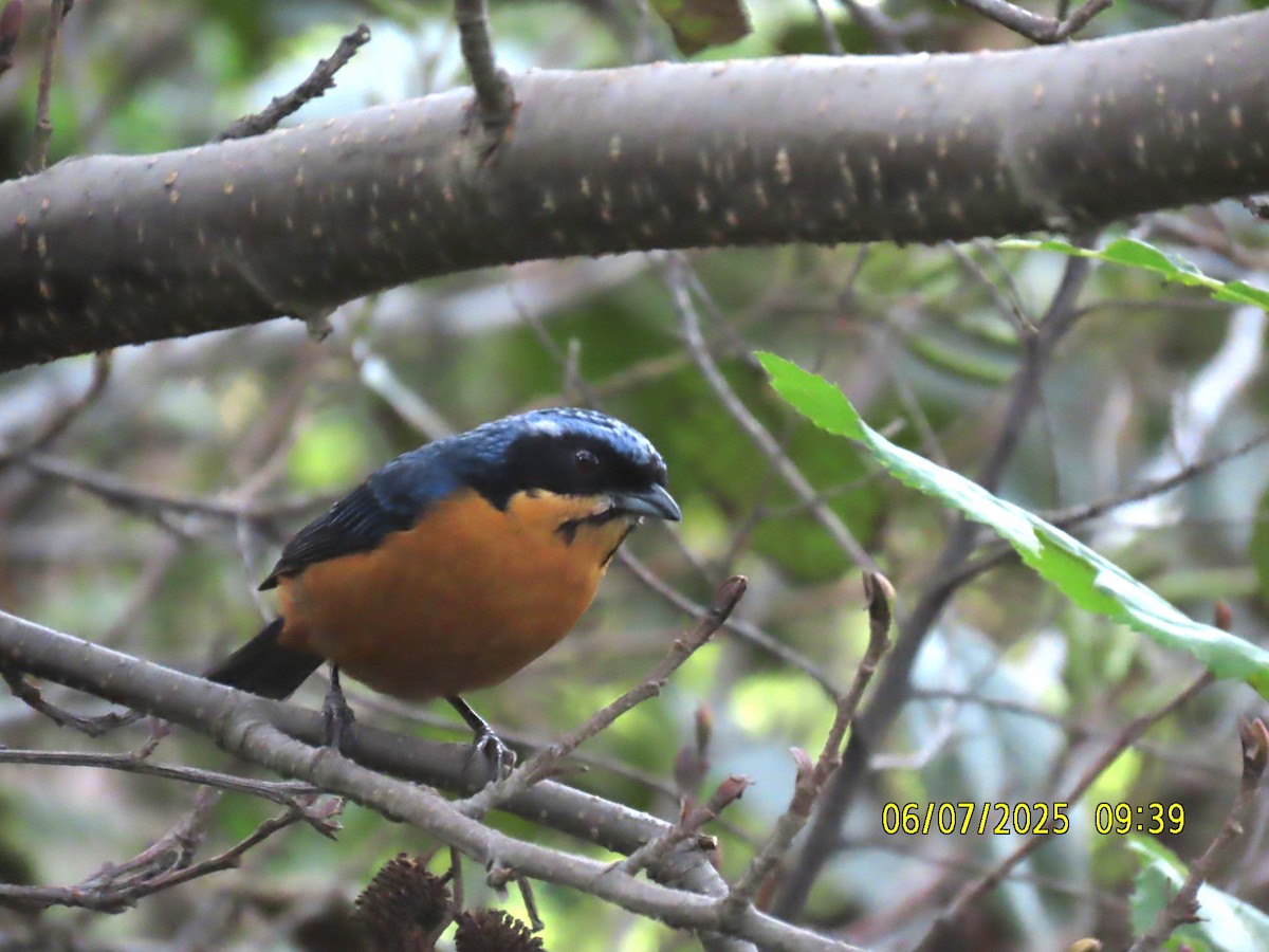 Chestnut-bellied Mountain Tanager - ML637928250