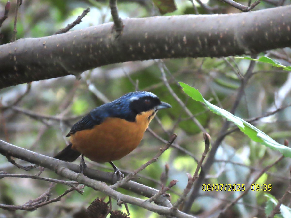 Chestnut-bellied Mountain Tanager - ML637928260
