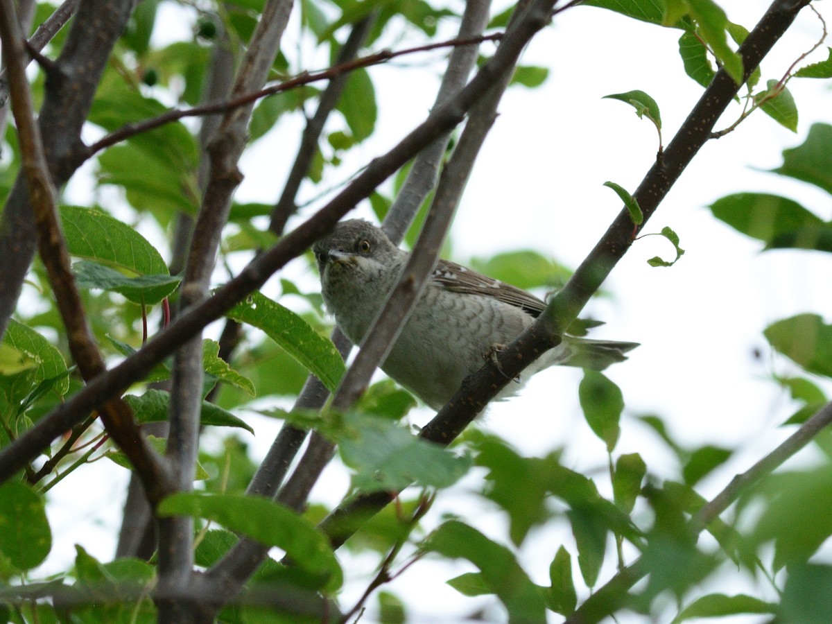 Barred Warbler - ML637928272