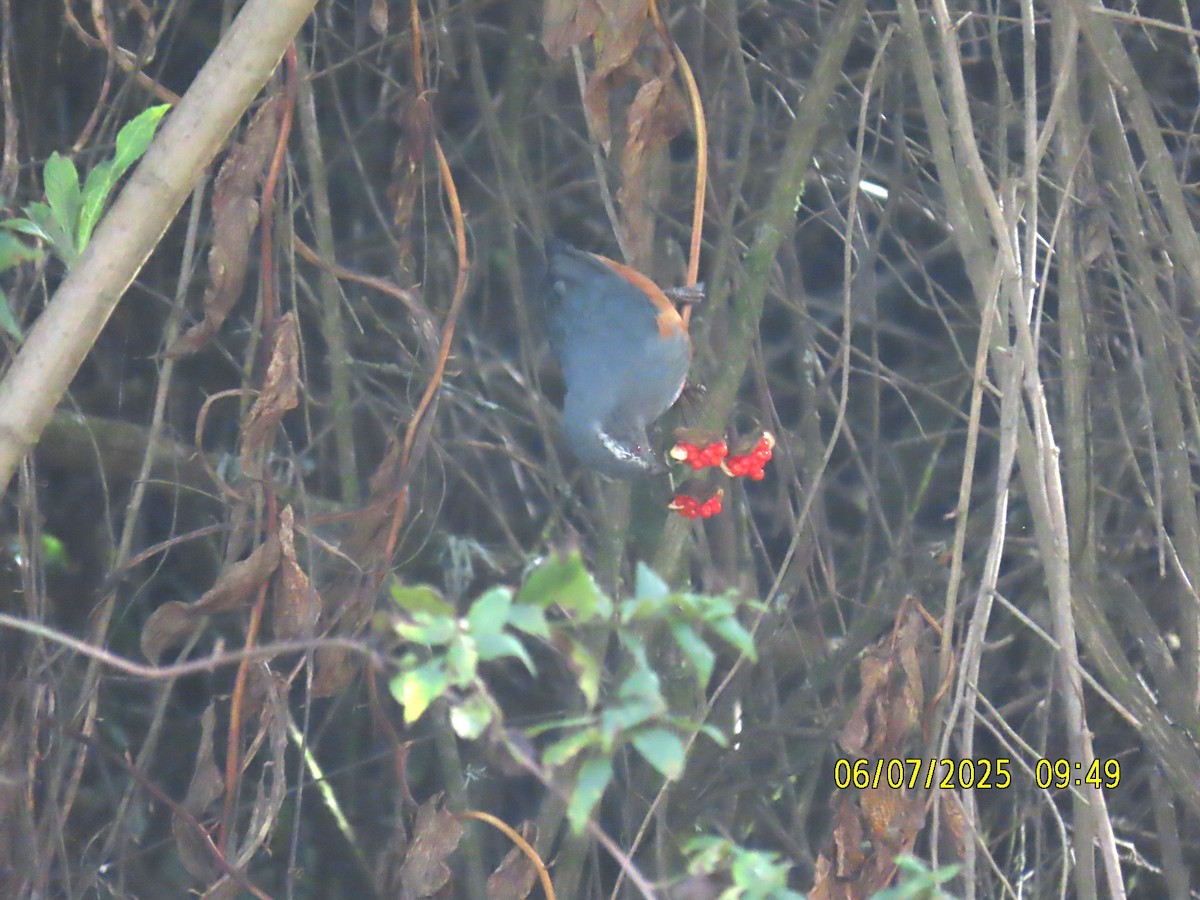 Chestnut-bellied Mountain Tanager - ML637928274