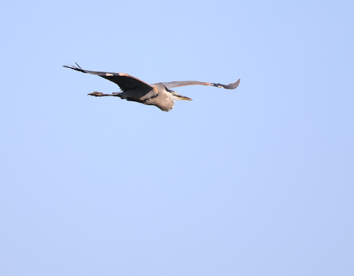 Great Blue Heron (Great Blue) - ML637928292