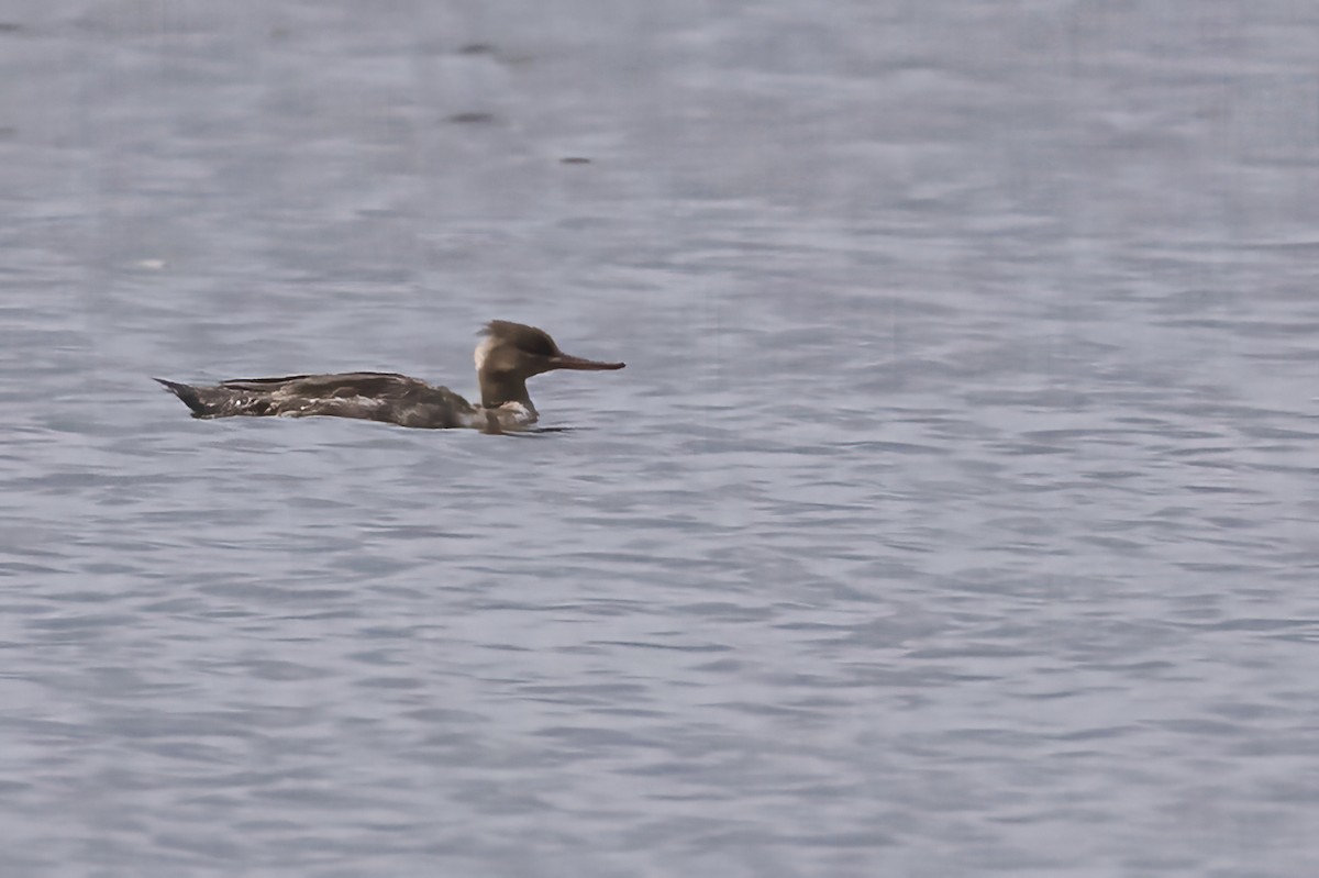 Red-breasted Merganser - ML637928299