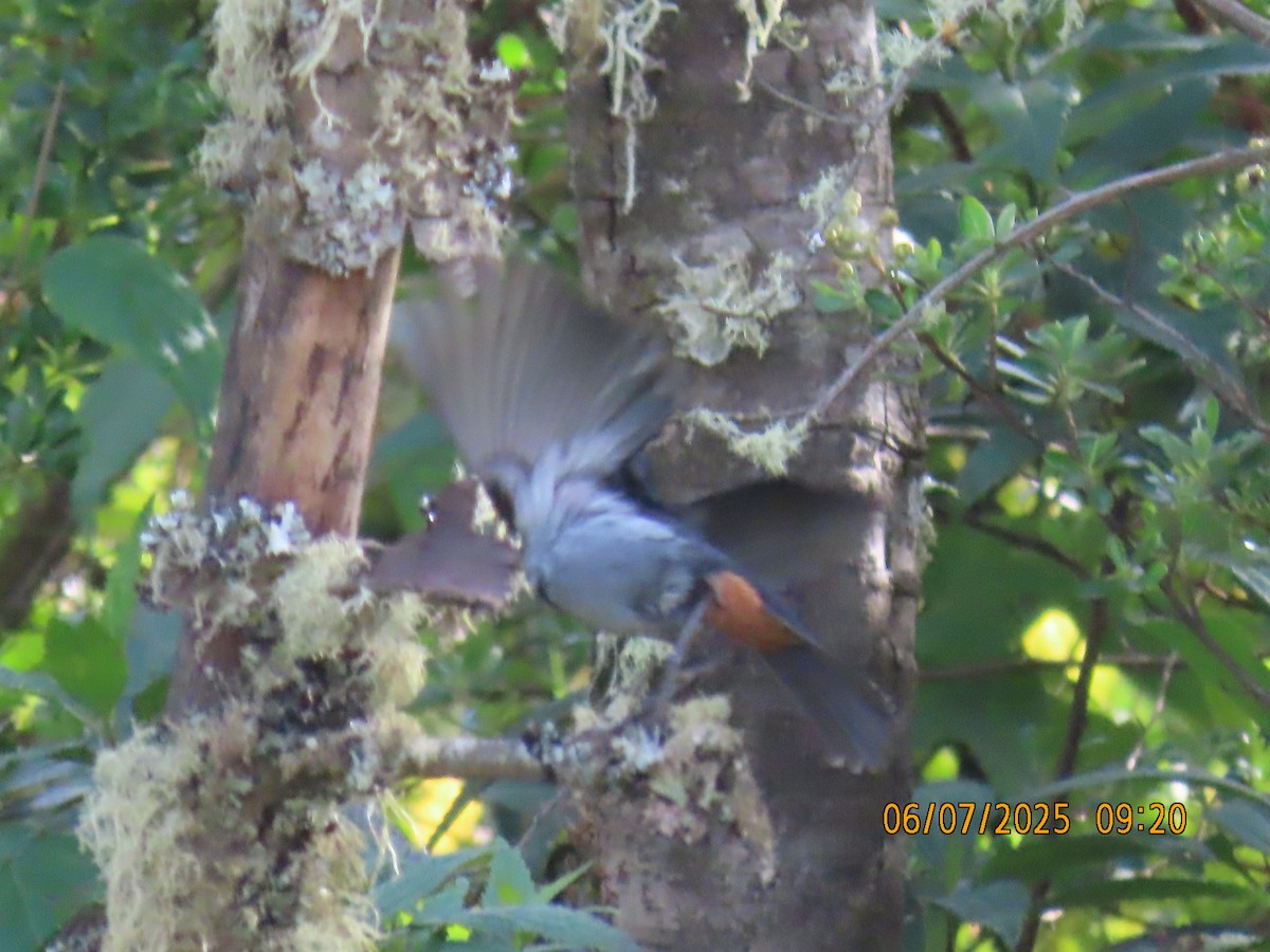 Gray-bellied Flowerpiercer - ML637928300