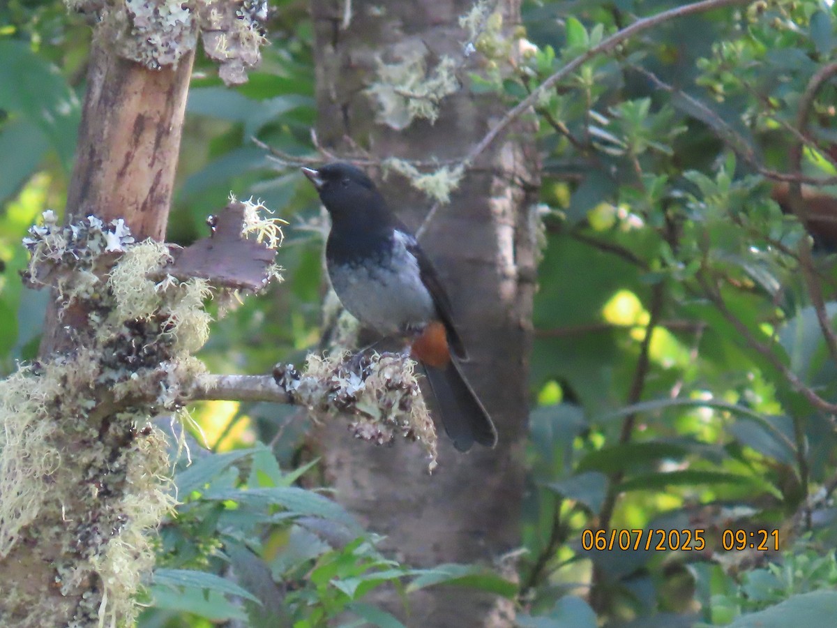 Gray-bellied Flowerpiercer - ML637928307