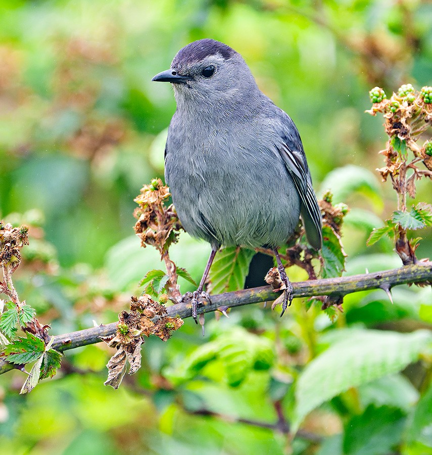 Gray Catbird - ML637928382