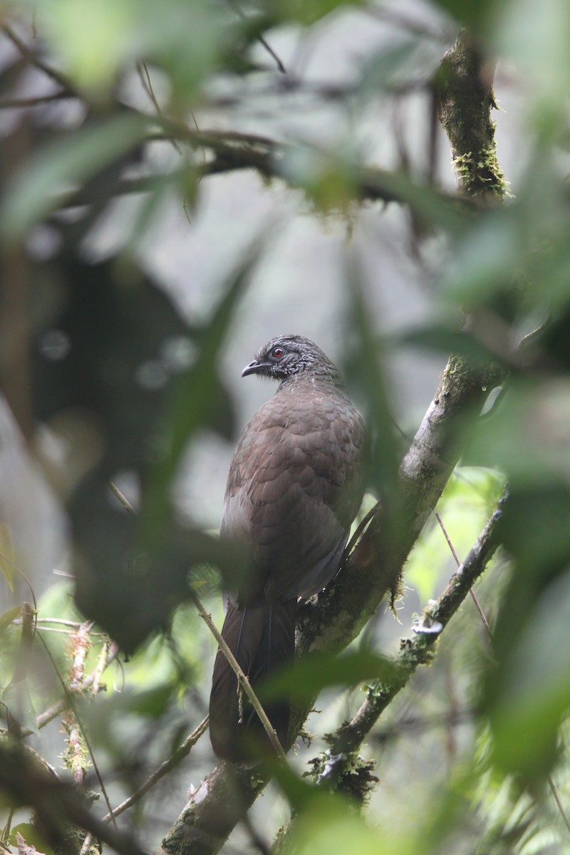 Andean Guan - ML637928399