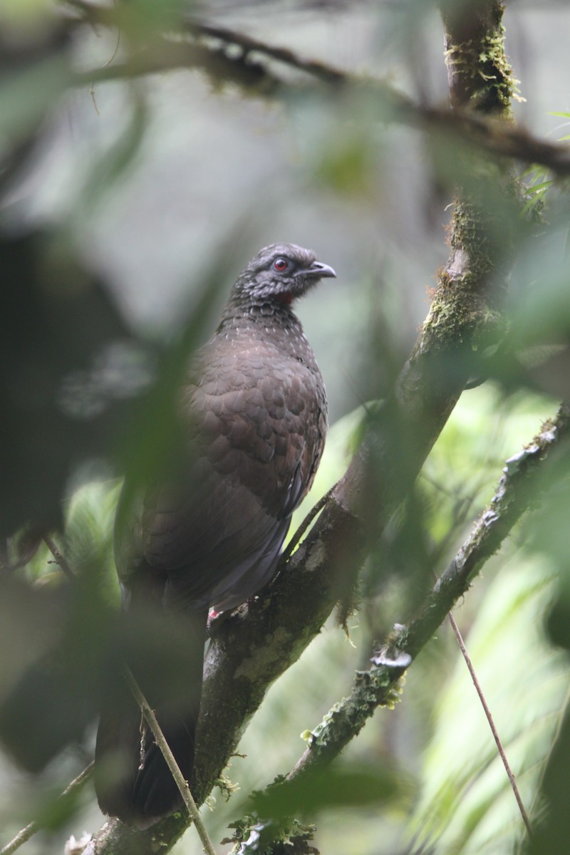 Andean Guan - ML637928400