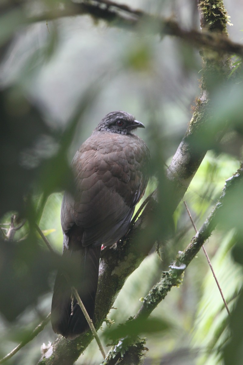 Andean Guan - ML637928401