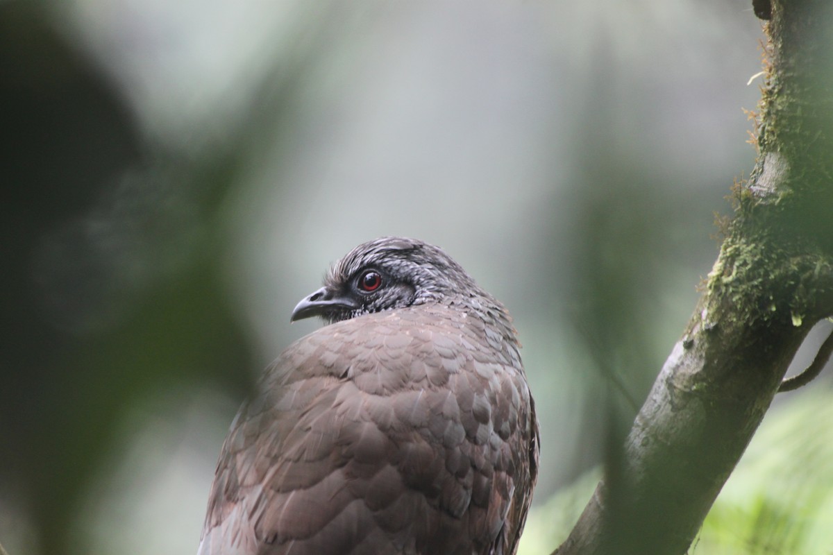 Andean Guan - ML637928402