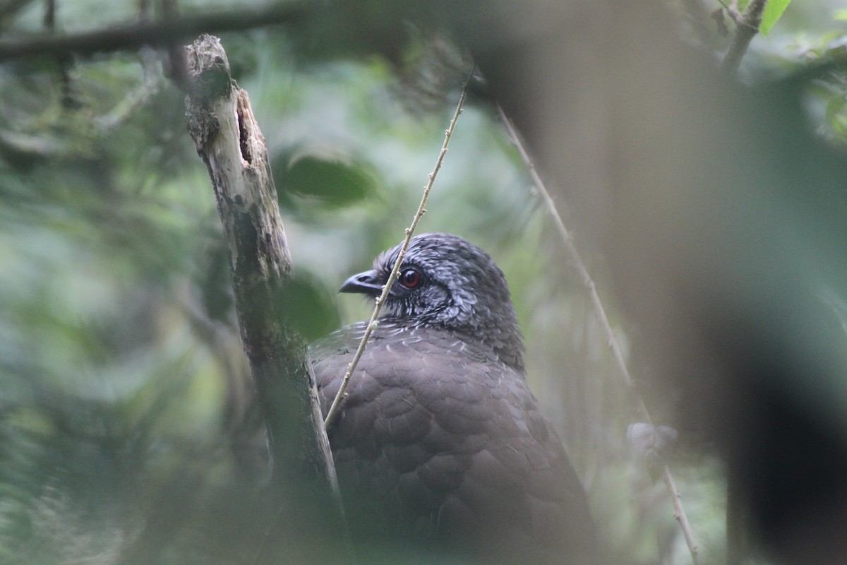 Andean Guan - ML637928403