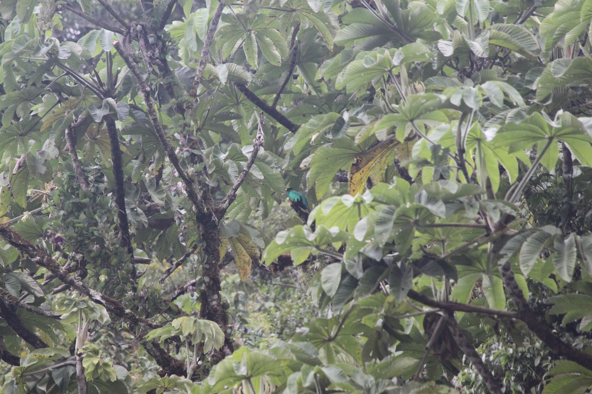 Golden-headed Quetzal - ML637928510