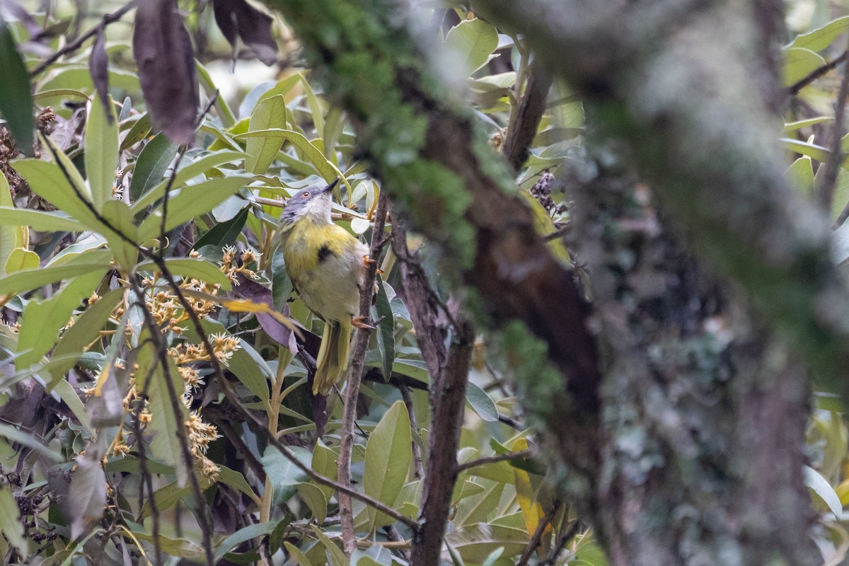 Yellow-breasted Apalis - ML637928528