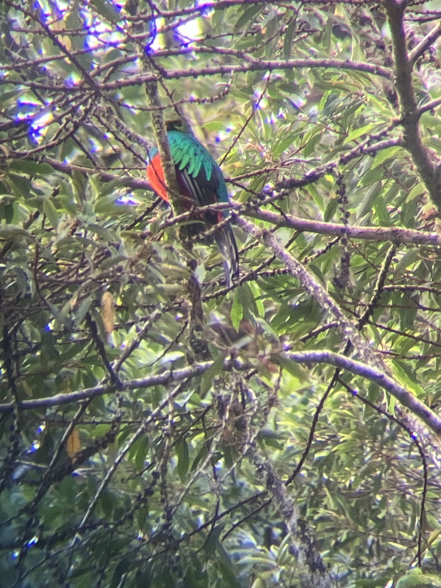 Golden-headed Quetzal - ML637928534