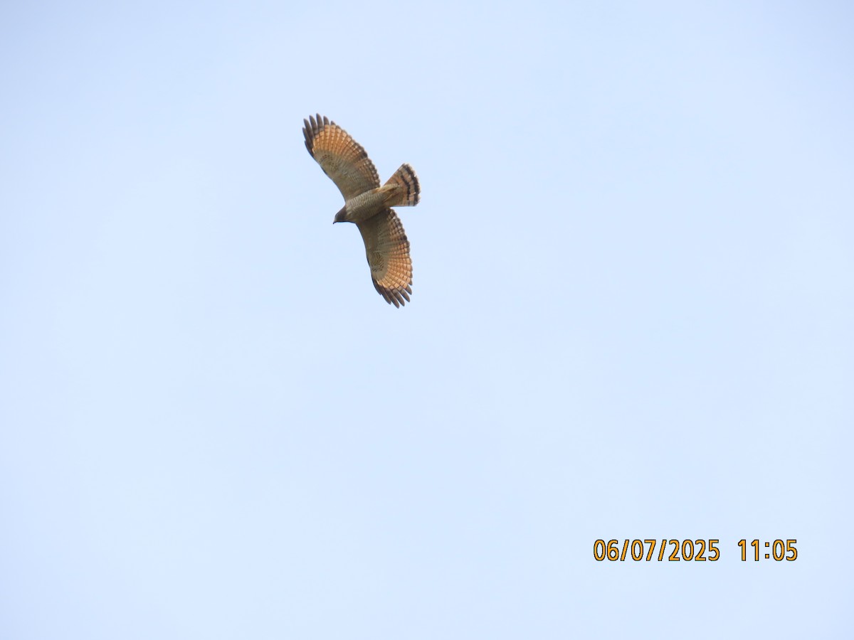 Roadside Hawk (Southern) - ML637928553