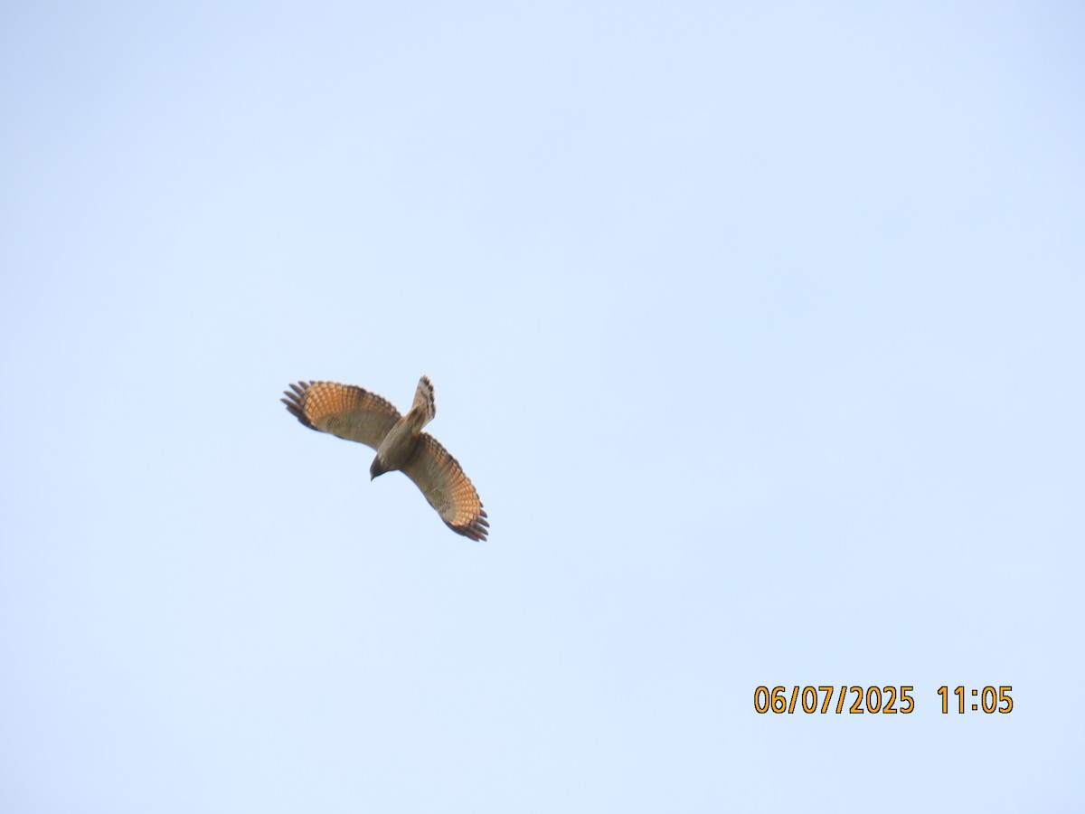 Roadside Hawk (Southern) - ML637928575