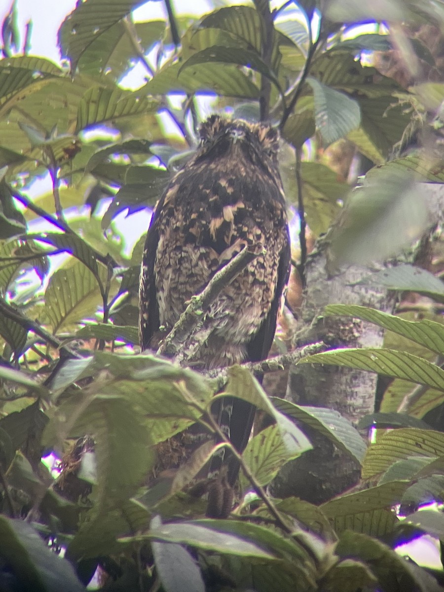 Andean Potoo - ML637928627