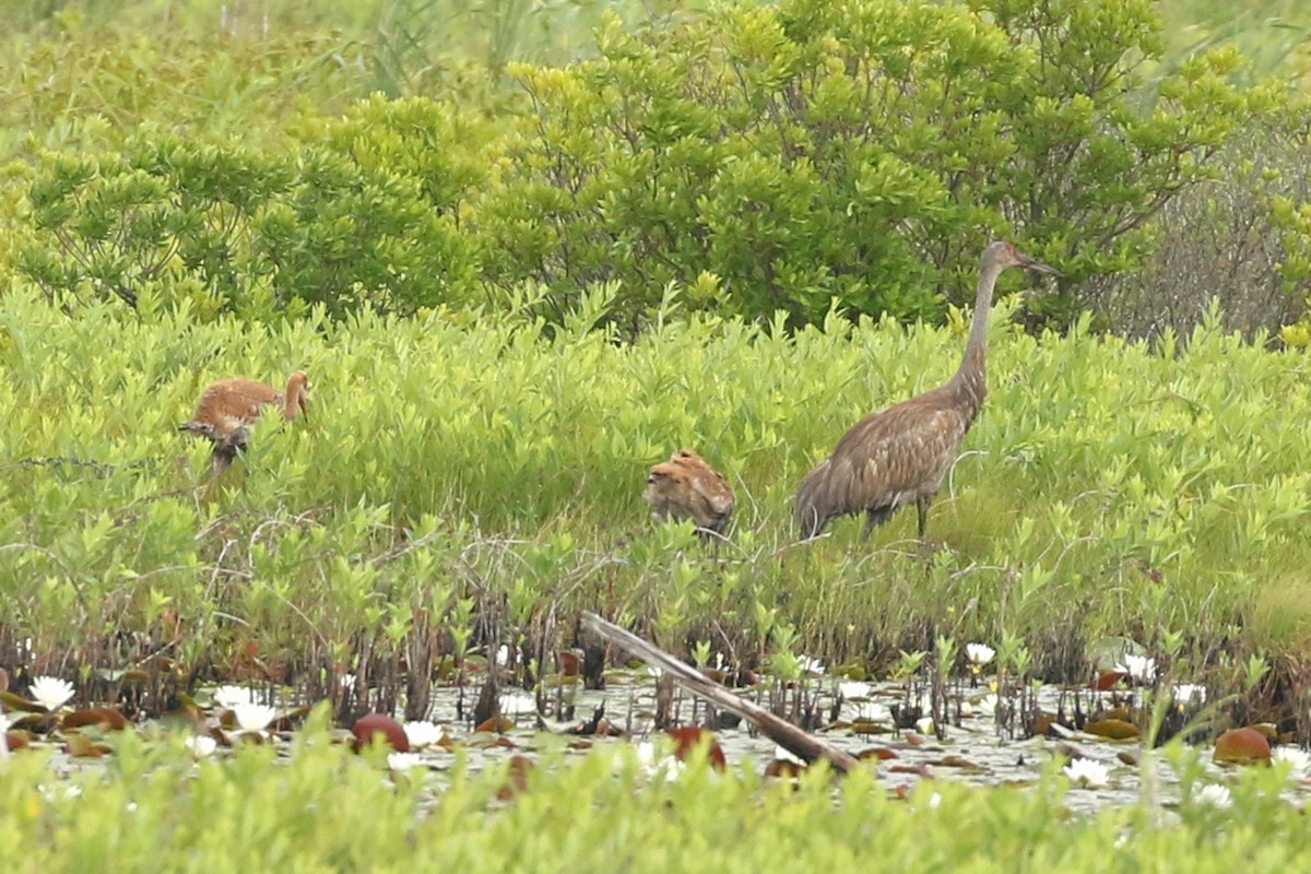 Sandhill Crane - ML637928636