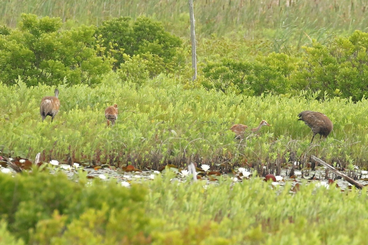 Sandhill Crane - ML637928640
